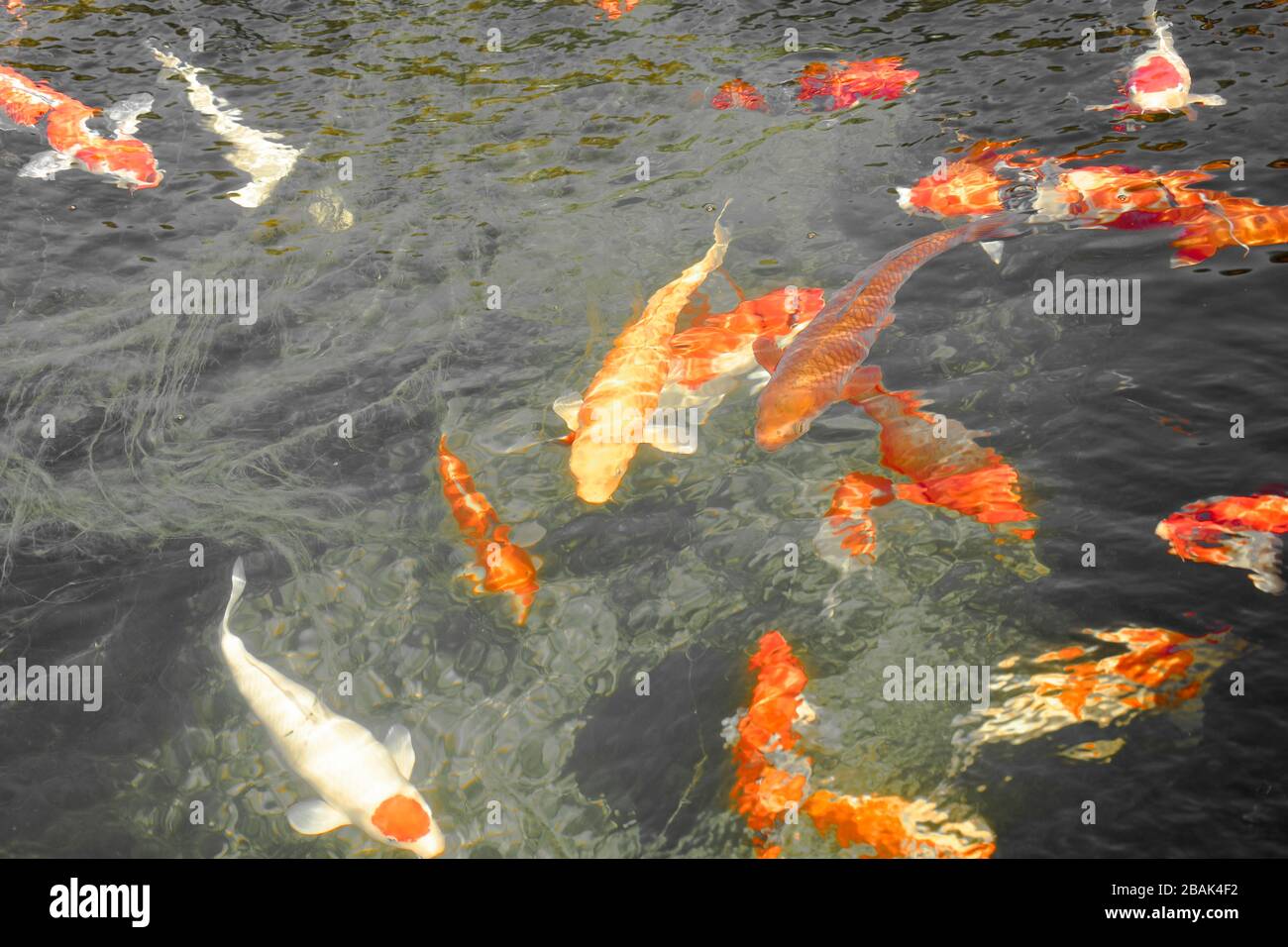 KOI Carp o nishikigoi. Varietà colorate di carpa amur (Cyprinus rubrofuscus, Cyprinus carpio) Foto Stock