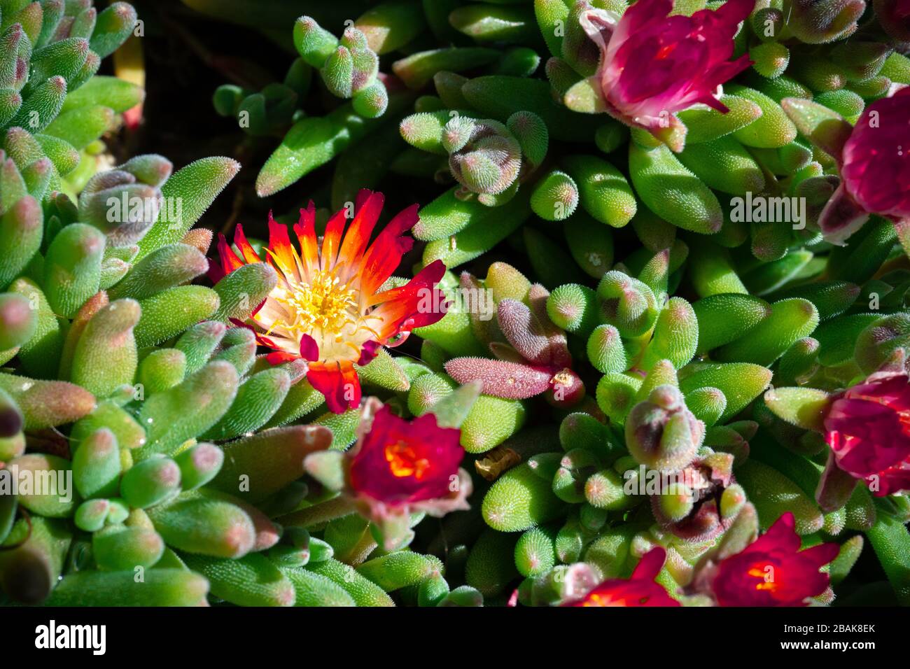 Lampranthus con i suoi fiori d'arancio aperto in primavera Foto Stock