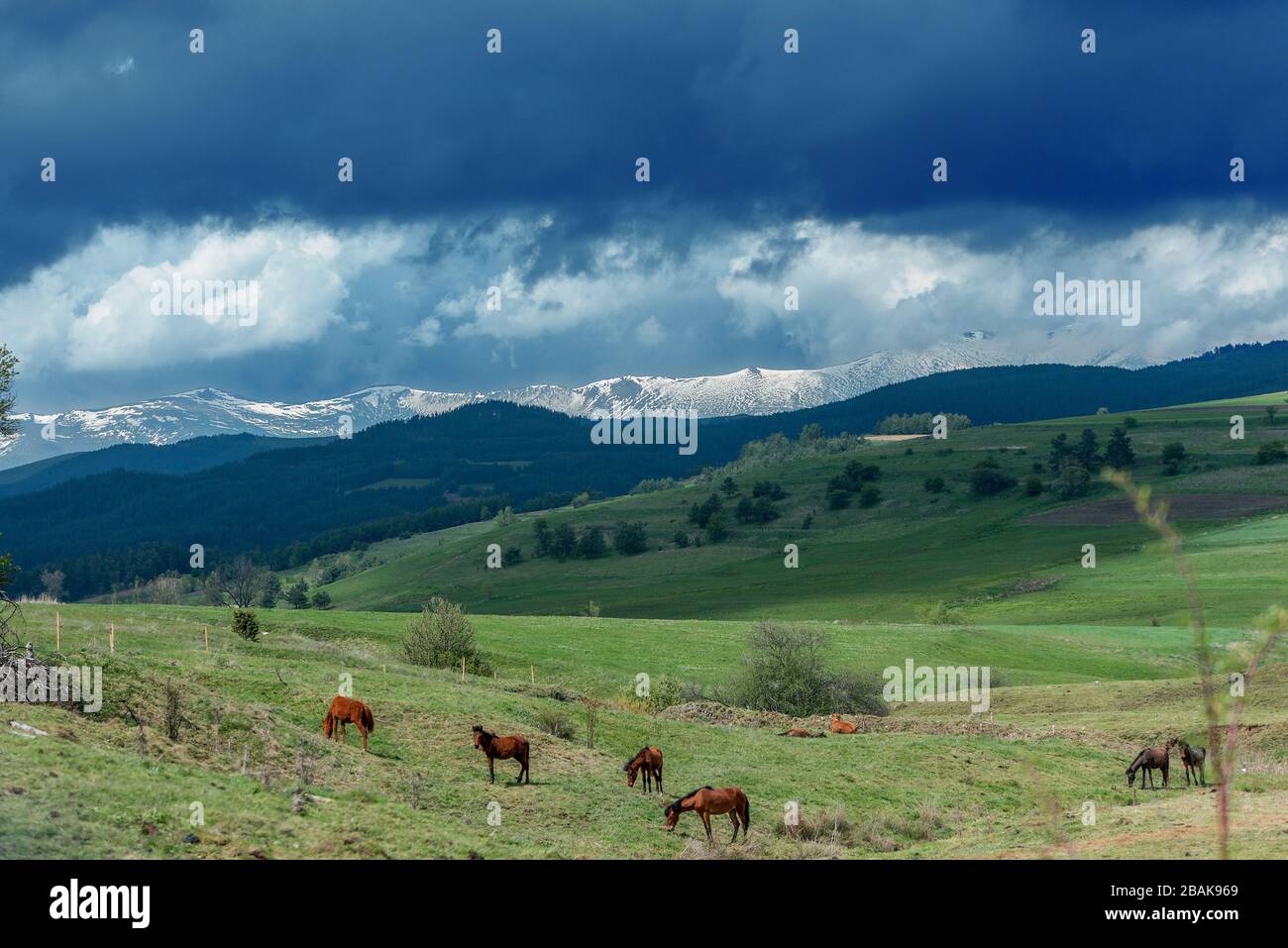 Una mandria di cavalli che pascolano in montagna in estate, splendide colline verdi e blu che rotolano in lontananza, neve visibile nelle cime lontane. Foto Stock
