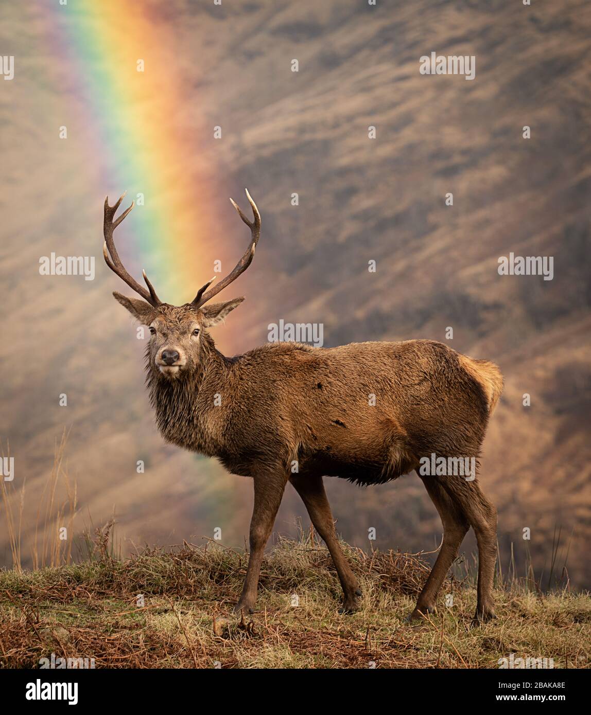 Cervo Scozzese Red Deer ha fotografato nelle Highlands scozzesi su sfondo marrone erico con un vero arcobaleno tra gli stags antlers. Foto Stock