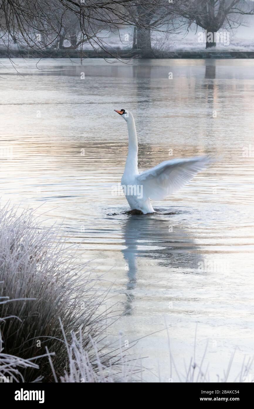 Una bella muta si flette le ali su un lago parzialmente congelato, nel Bushy Park, Londra Ovest, Regno Unito Foto Stock