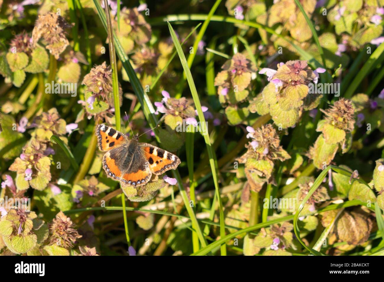 Grande farfalla Tortoiseshell su verde trifoglio viola e verde sfondo Nymphalis policloros Foto Stock