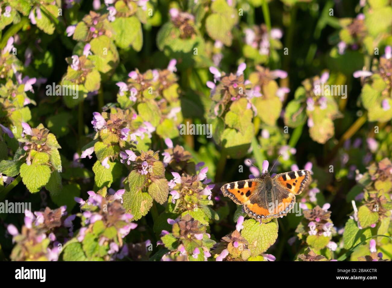 Grande farfalla Tortoiseshell su verde trifoglio viola e verde sfondo Nymphalis policloros Foto Stock