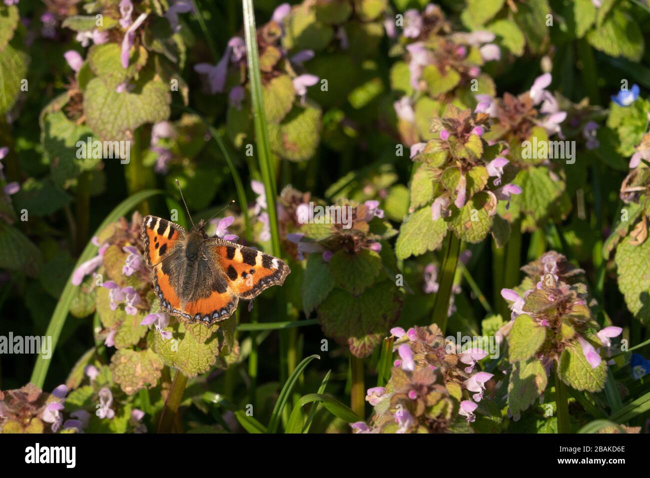 Grande farfalla Tortoiseshell su verde trifoglio viola e verde sfondo Nymphalis policloros Foto Stock