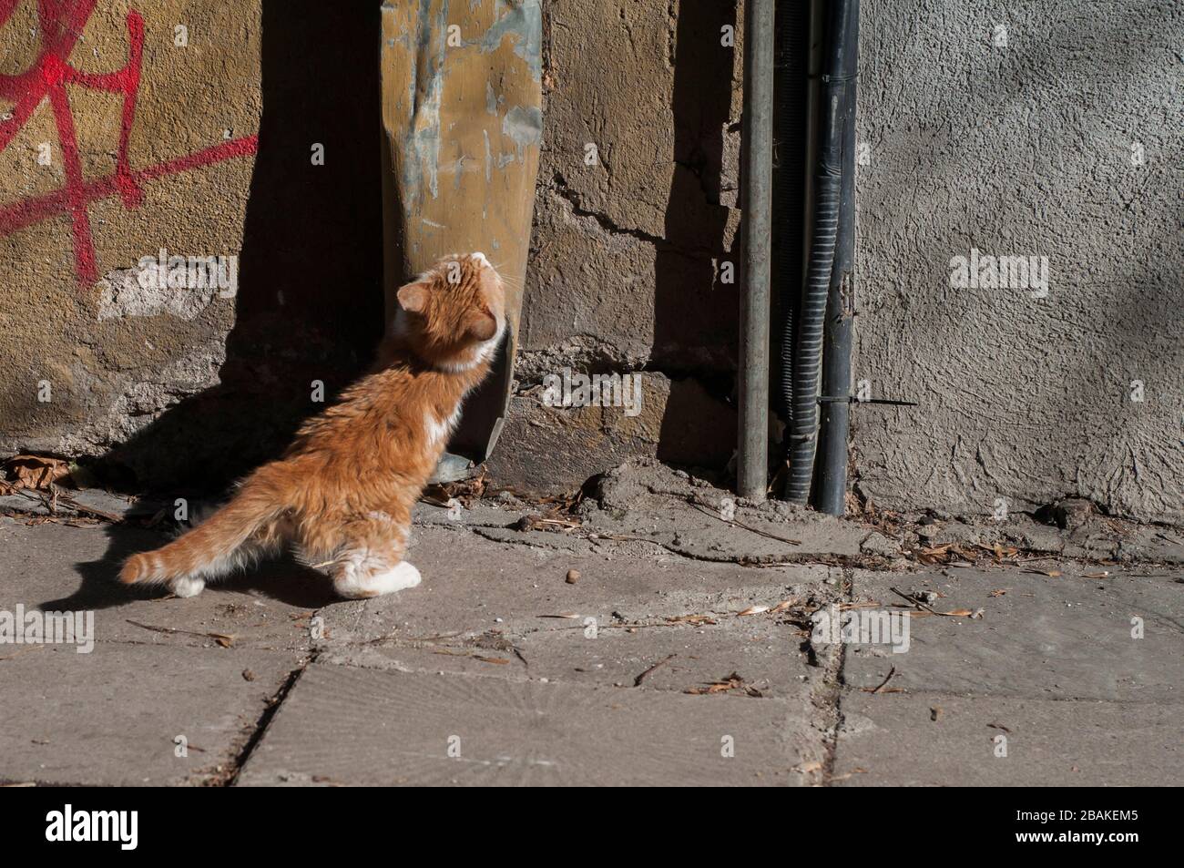 Adorabile strada kitten closeup in giornata di sole Foto Stock
