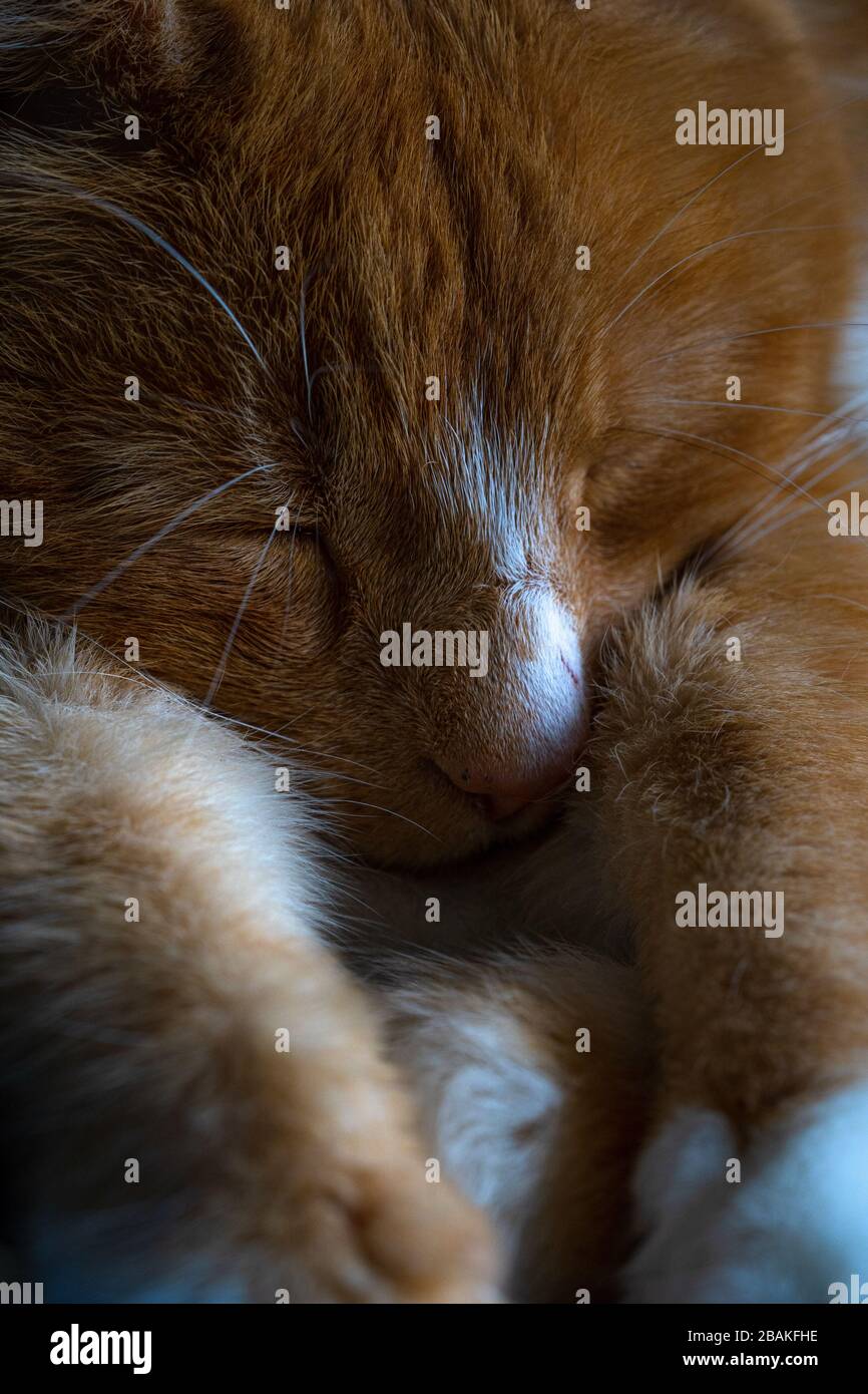 Grande zenzero maschio tabby gatto sonno, rilassato, tranquillo e sognando da vicino mostrando zampe whiskers occhi e naso Foto Stock