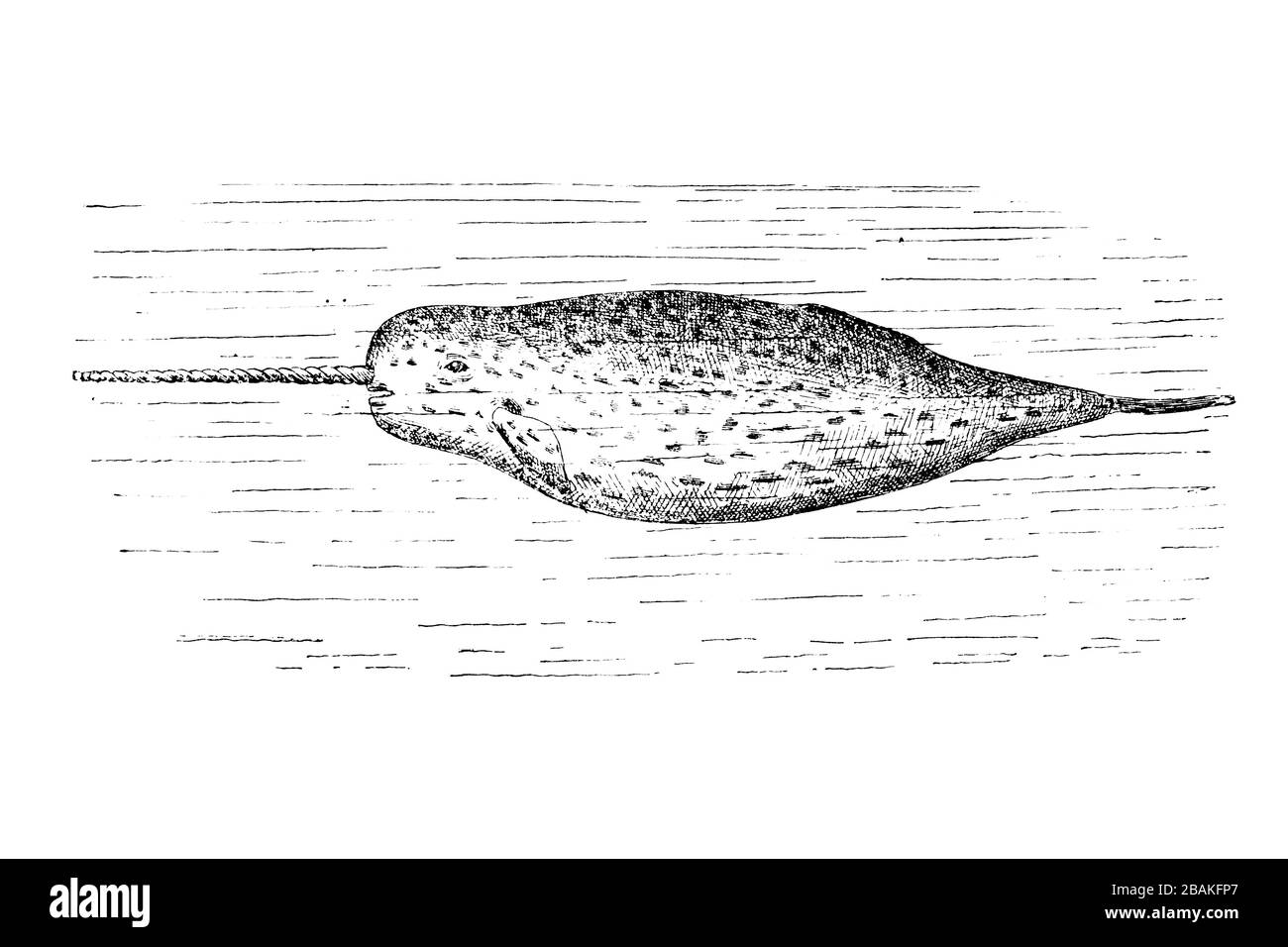NARWHAL (Monodon monoceros) - Illustrazione incisa d'epoca 1889 Foto Stock