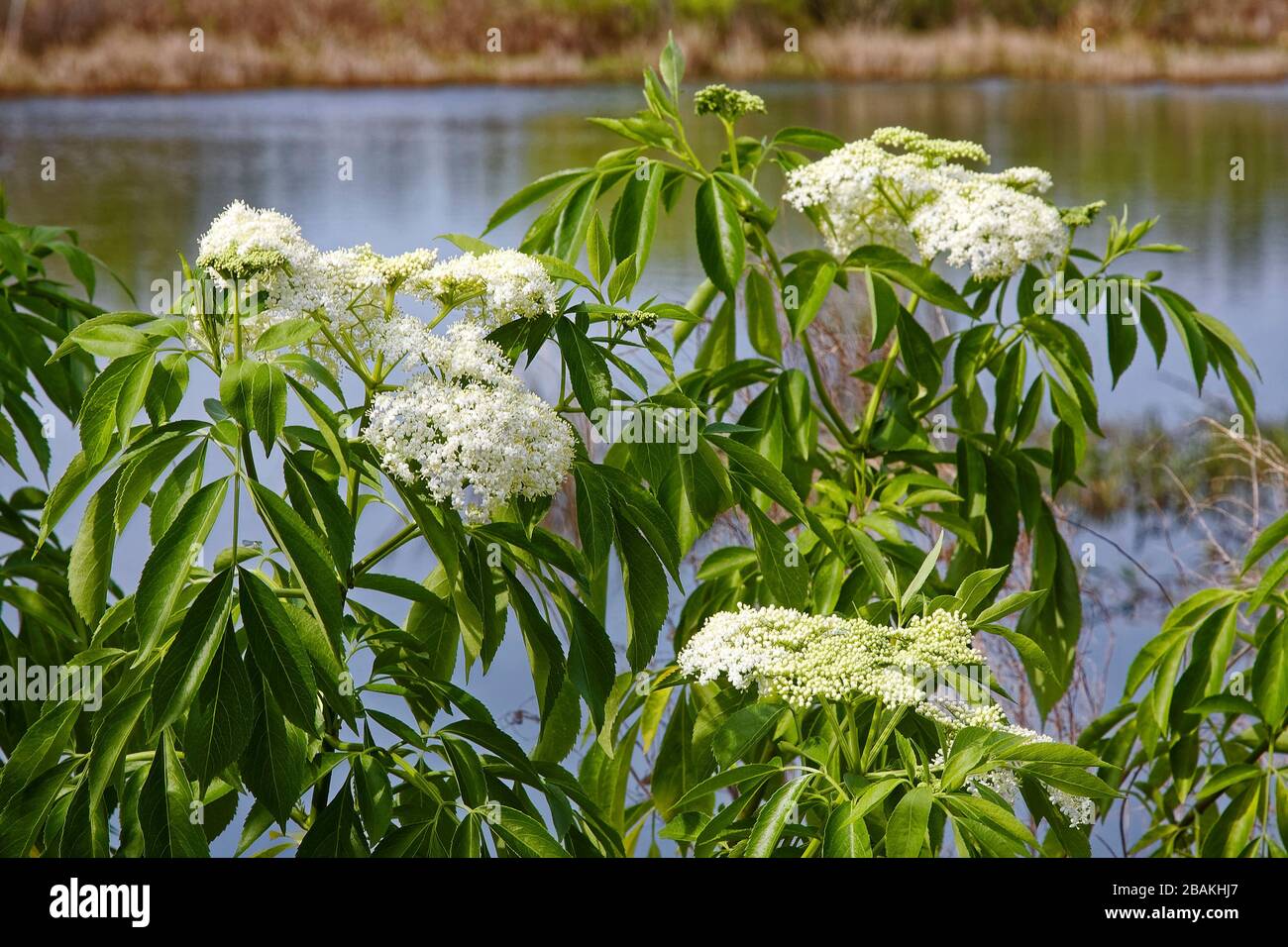 Fiori selvatici bianchi, grappoli, foglie verdi allungate, natura, acqua, Circle B Bar Reserve, Florida, Lakeland, FL, inverno Foto Stock