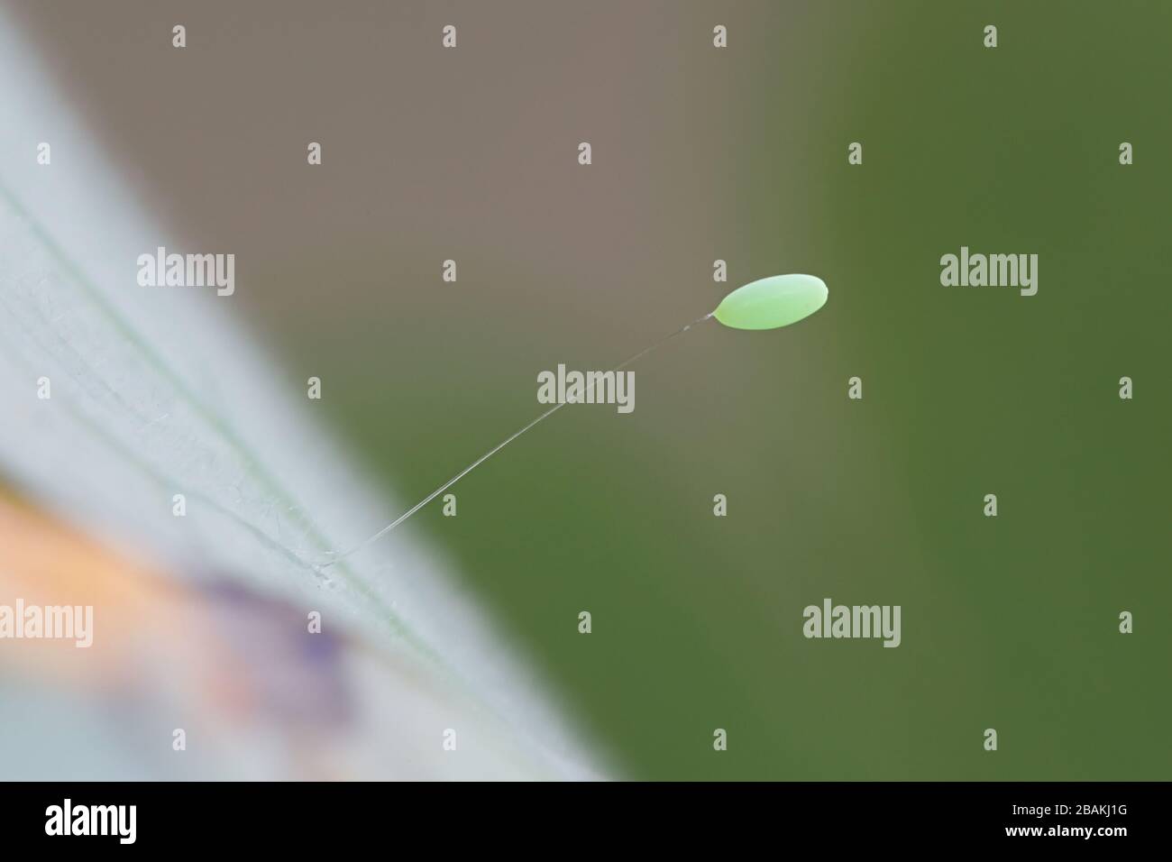 Uovo Lacewing, Chryopa sp Foto Stock