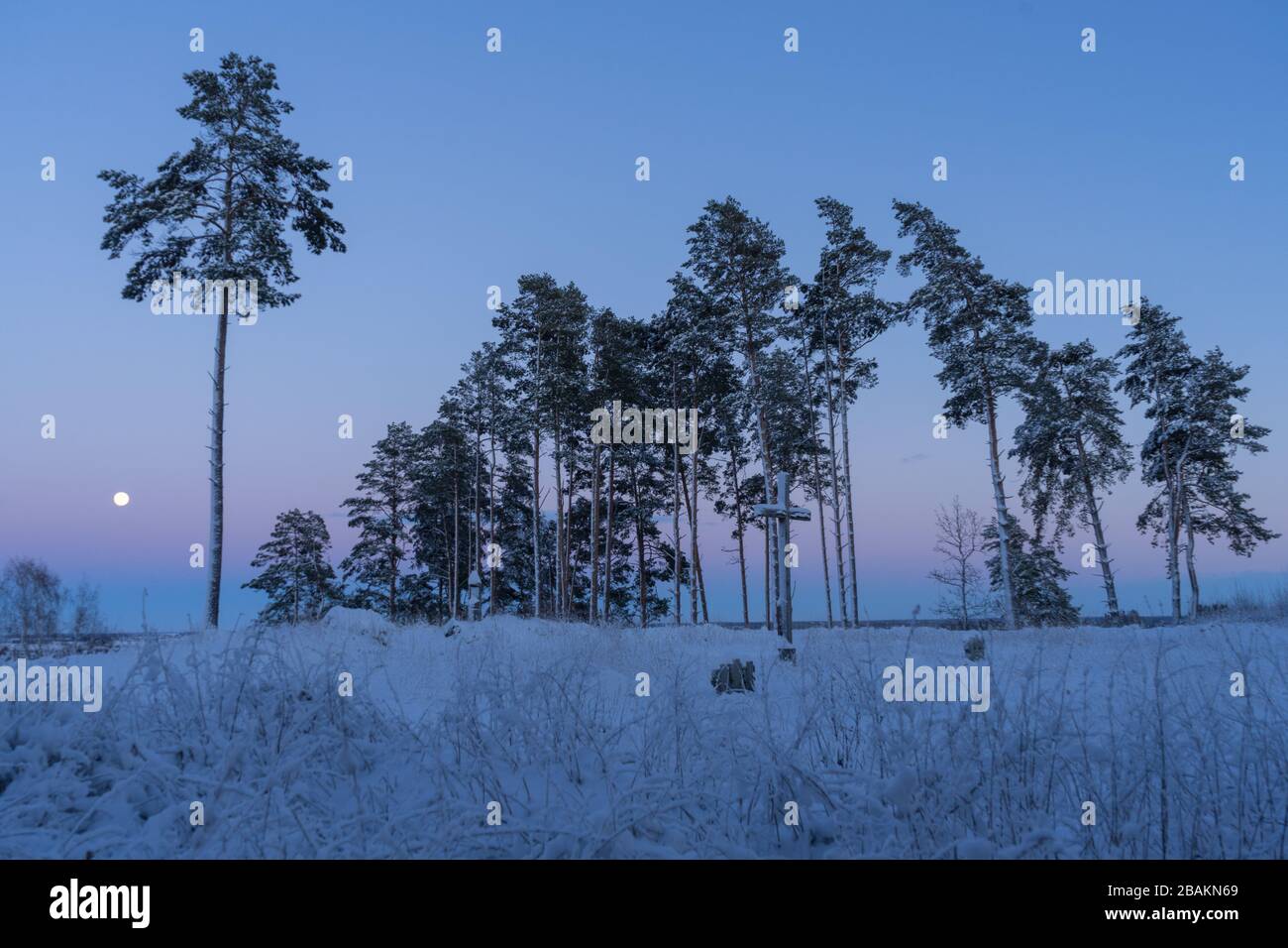 Alti pini sulla collina sacra con una croce. Inverno neve fredda sera in Lituania, vicino kurtuvenai. Girnikai collina Santa illuminata da luna piena Foto Stock
