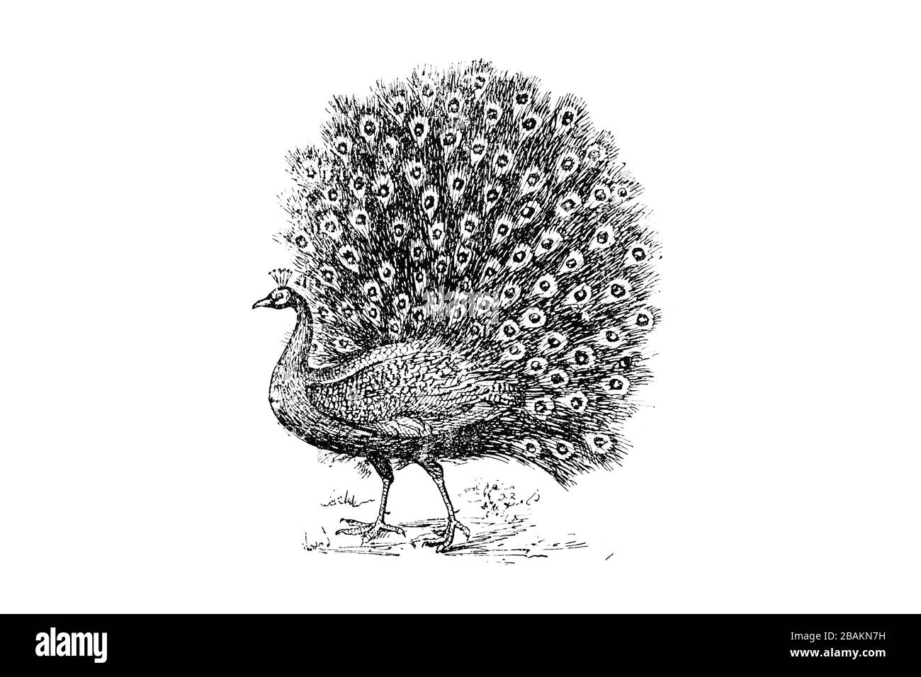 PEACOCK PEAFOWL (Pavo cristate) - Illustrazione incisa d'epoca 1889 Foto Stock