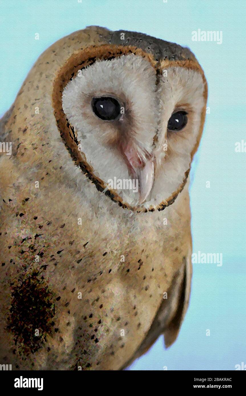 Una Pittura digitale di un carino Barn Owl Tyto Alba (Scopoli) guardando a destra gli occhi e il becco con sfondo verde chiaro. Foto Stock