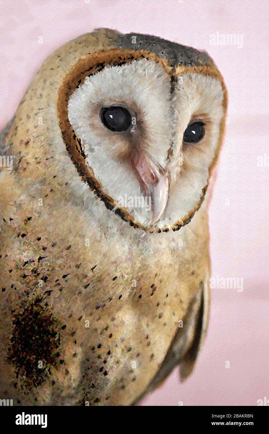 Una Pittura digitale di un carino Barn Owl Tyto Alba (Scopoli) guardando a destra gli occhi e il becco con sfondo marrone chiaro. Foto Stock
