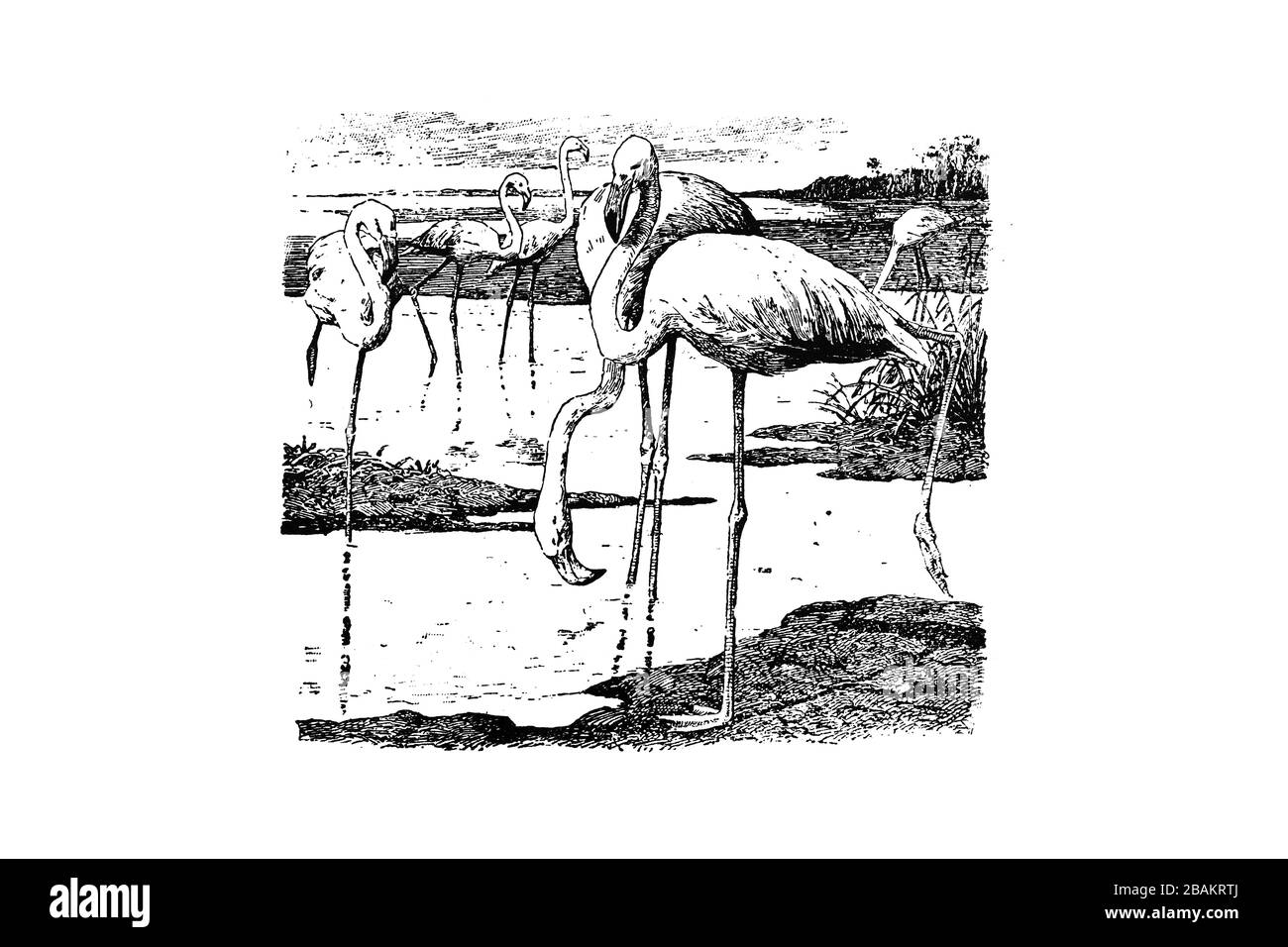 GRANDE FLAMINGO (Fenicopterus roseus) - Annata inciso Illustrazione 1889 Foto Stock