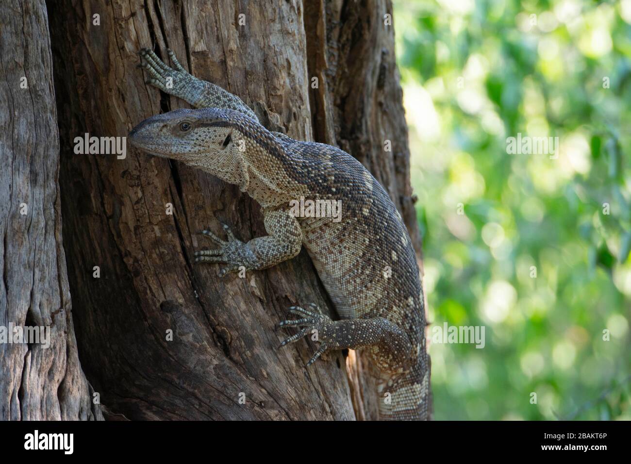Scena di una grande lizard che arrampica un albero. Foto Stock