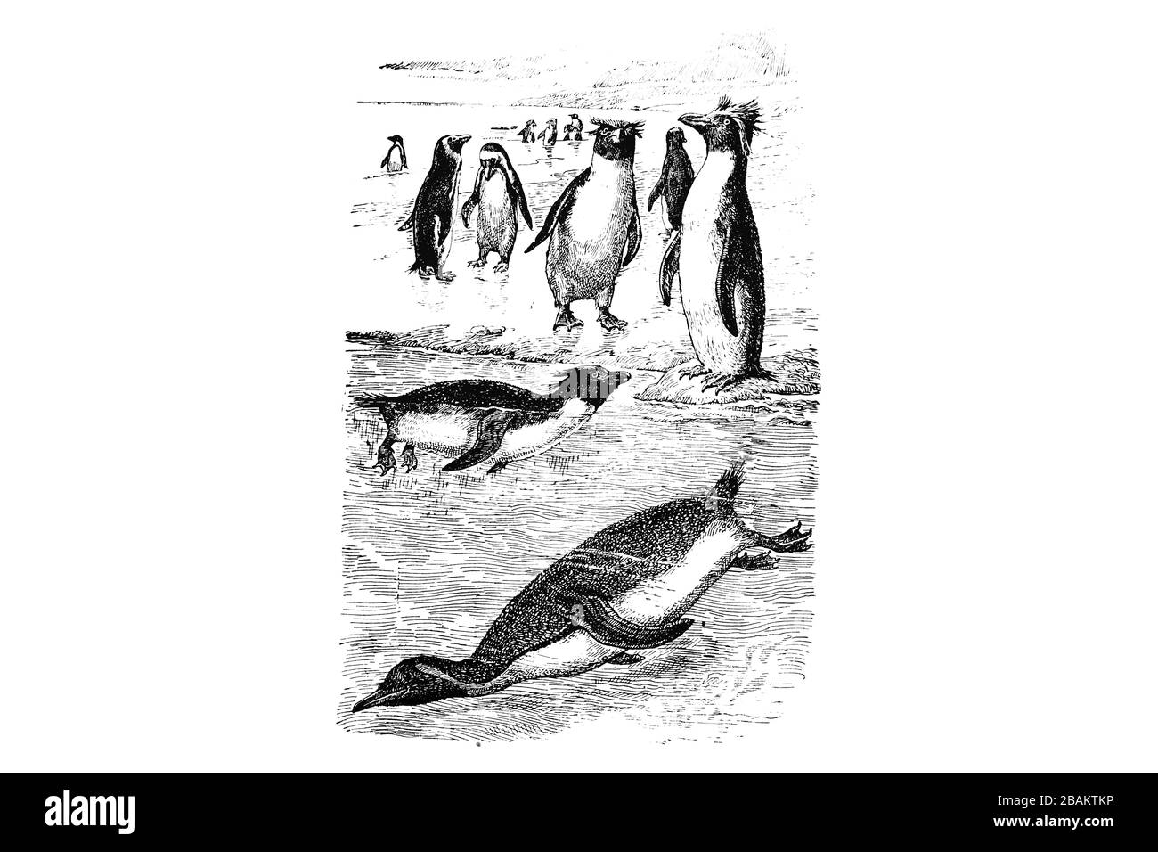 PINGUINI (Sfeniscidae) - Vintage Illustrazione incisa 1889 Foto Stock