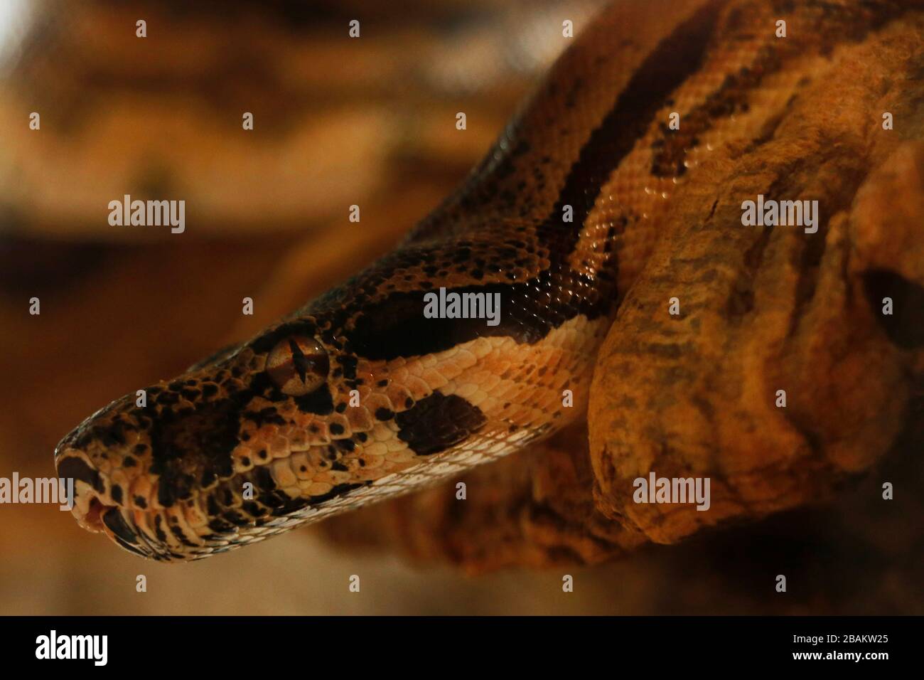 testa di serpente python in primo piano Foto Stock