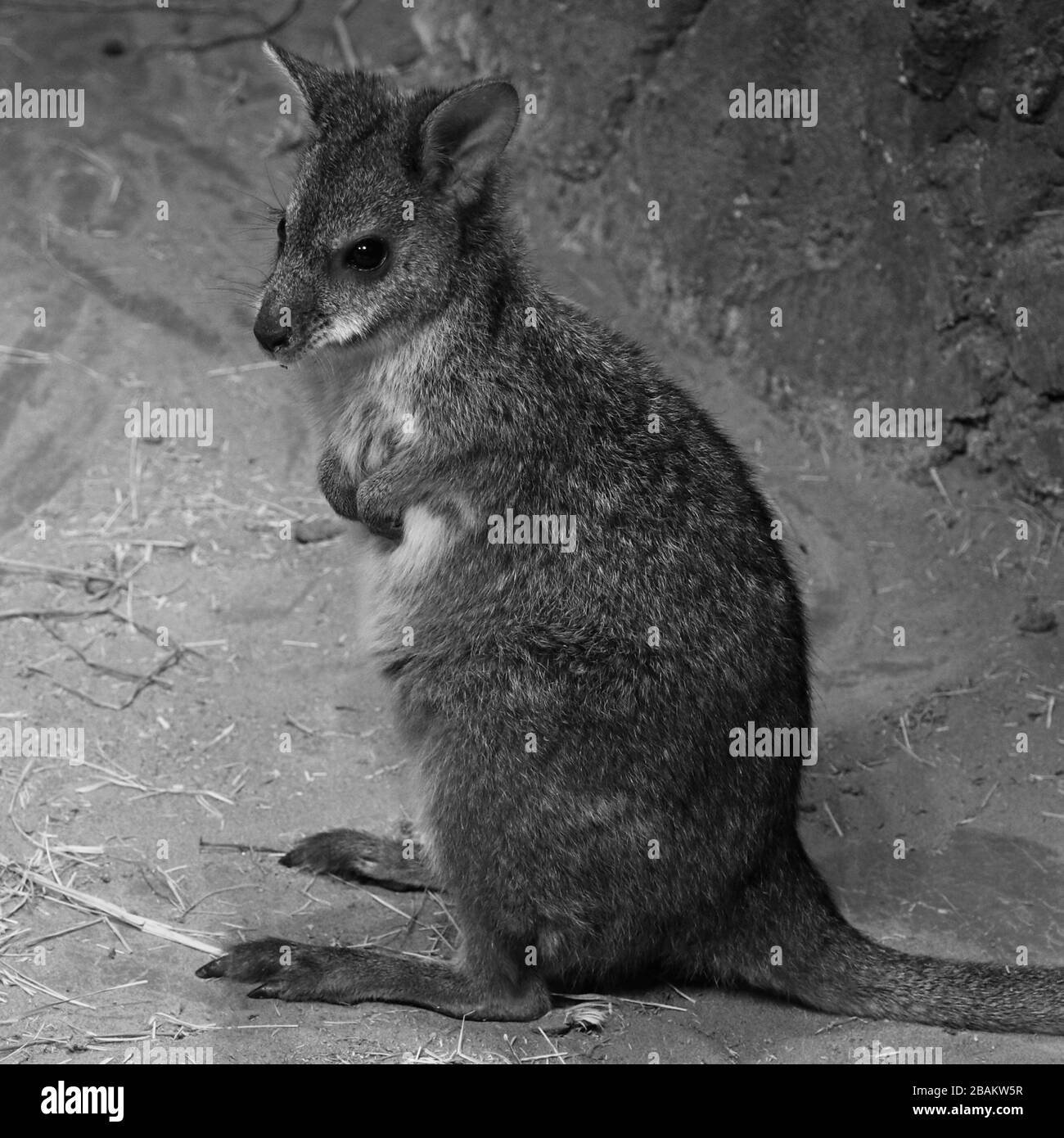 il wallaby giallo di roccia a piedi è un wallaby grigio, bianco e marrone carino, simile al canguro Foto Stock