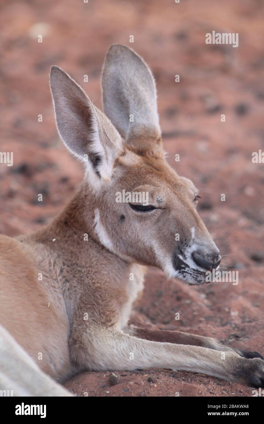 Un canguro selvatico nel deserto Foto Stock