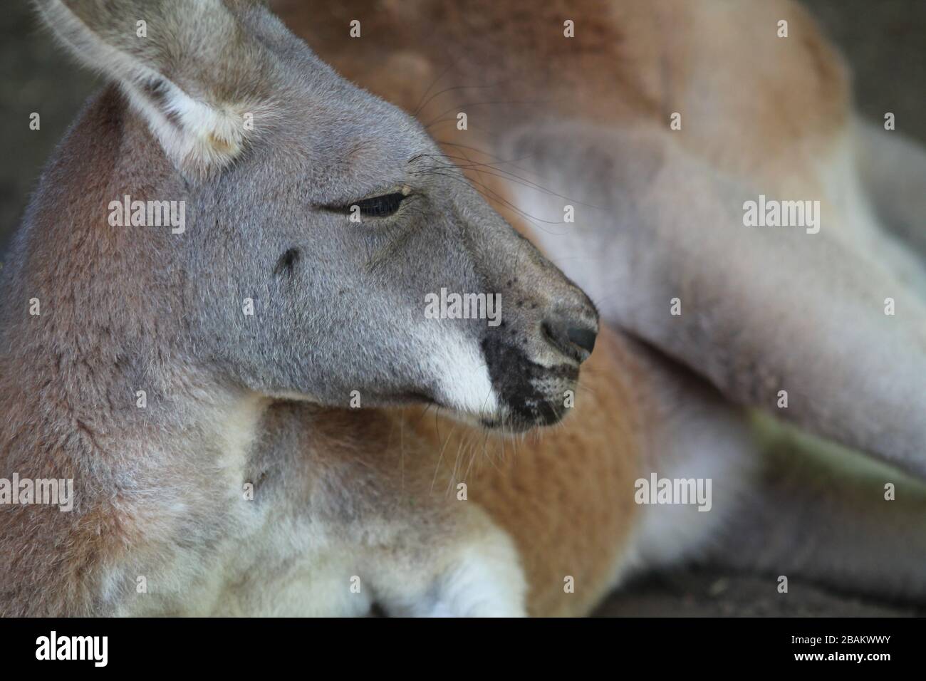 Un canguro selvatico che si posa a terra Foto Stock