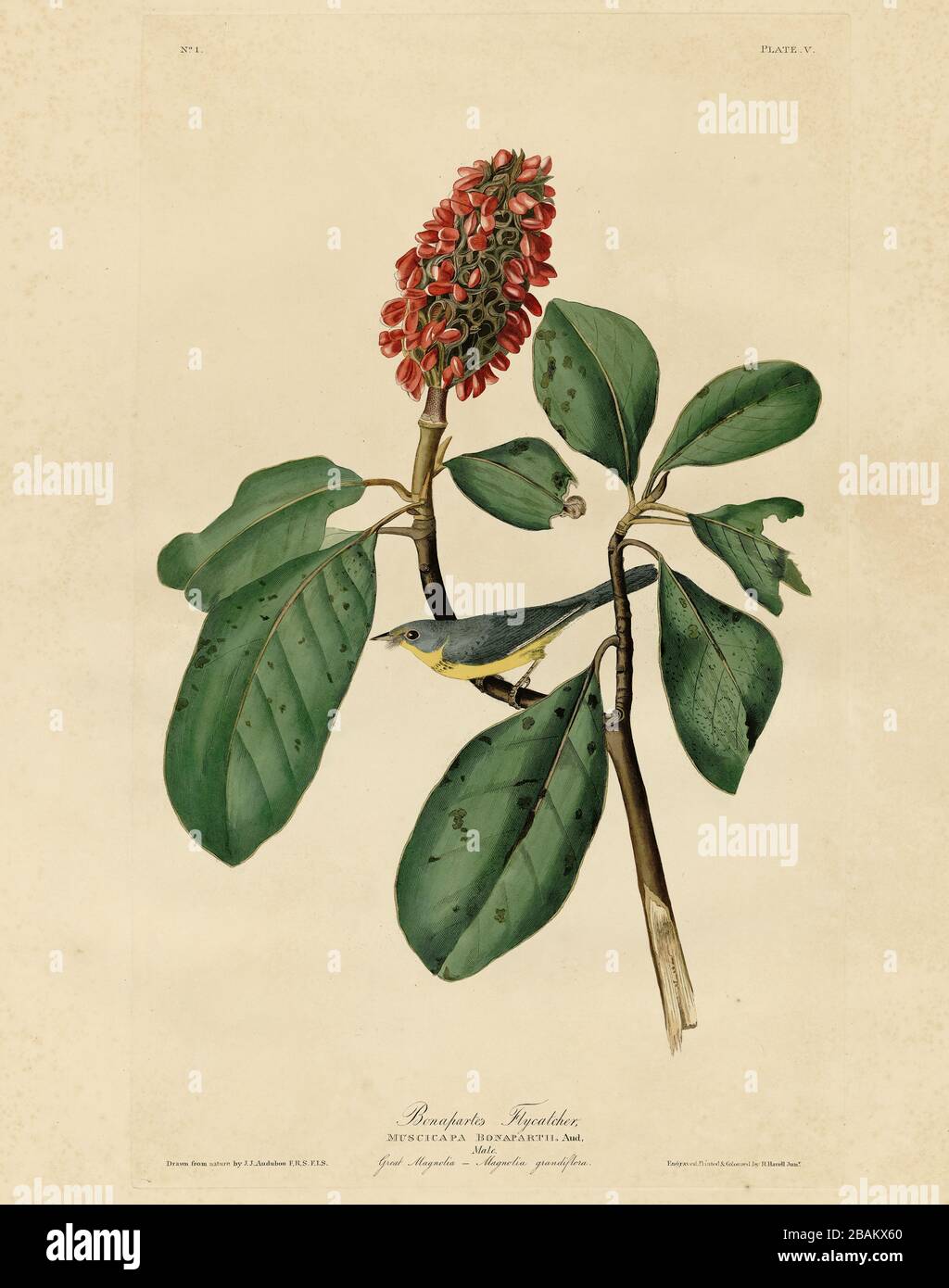 Piastra 5 Bonaparte's Flycatcher (Canada Warbler) The Birds of America folio (1827–1839) John James Audubon, immagine modificata ad altissima risoluzione e qualità Foto Stock