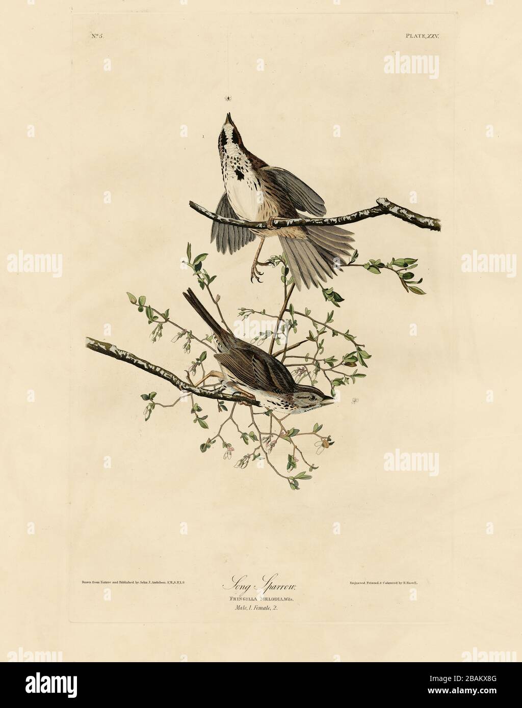 Plate 25 Song Sparrow, from the Birds of America folio (1827–1839) di John James Audubon - immagine modificata di altissima risoluzione e qualità Foto Stock