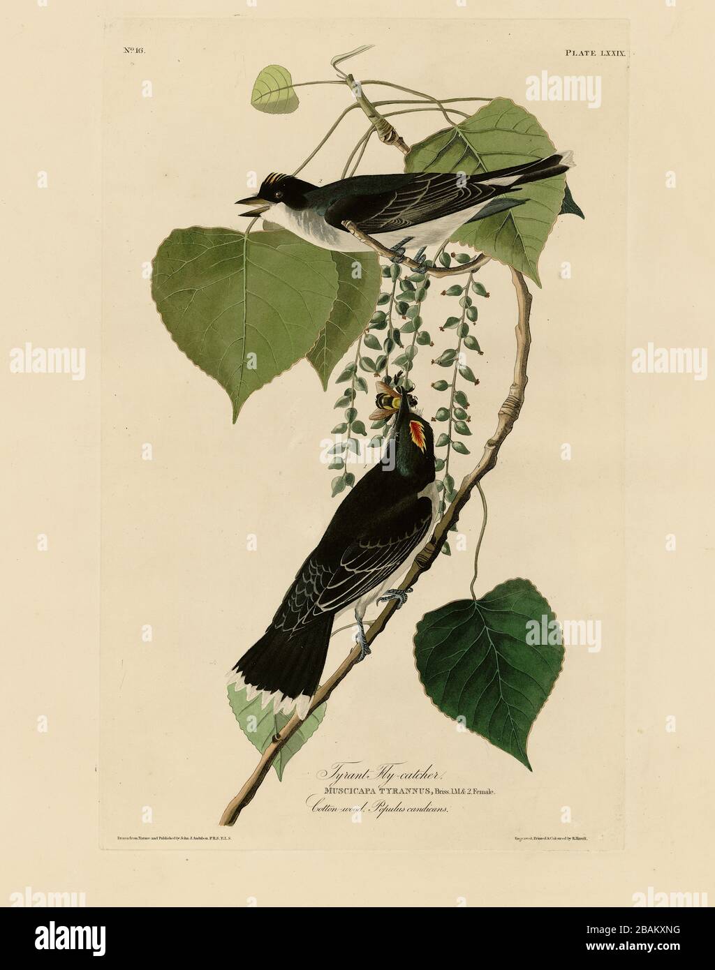 Plate 79 Tyrant Fly-catcher (Eastern Kingbird) The Birds of America Folio (1827–1839) John James Audubon - immagine modificata di qualità ad altissima risoluzione Foto Stock