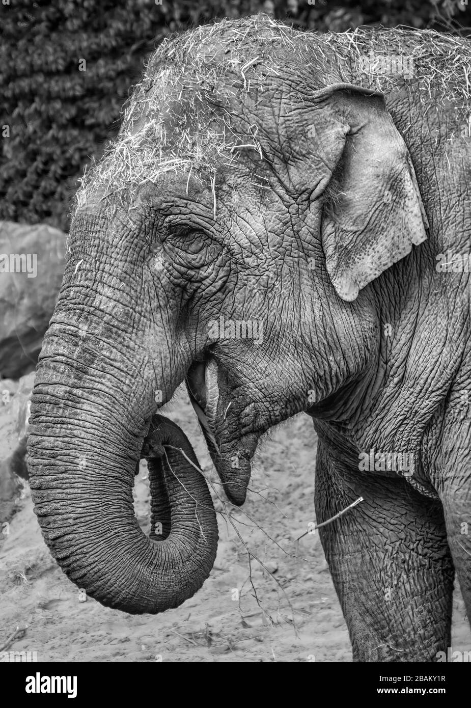 Primo piano di Elefante Asiatico Elephas maximus utilizzando il tronco per nutrirsi al Chester Zoo, UK Foto Stock