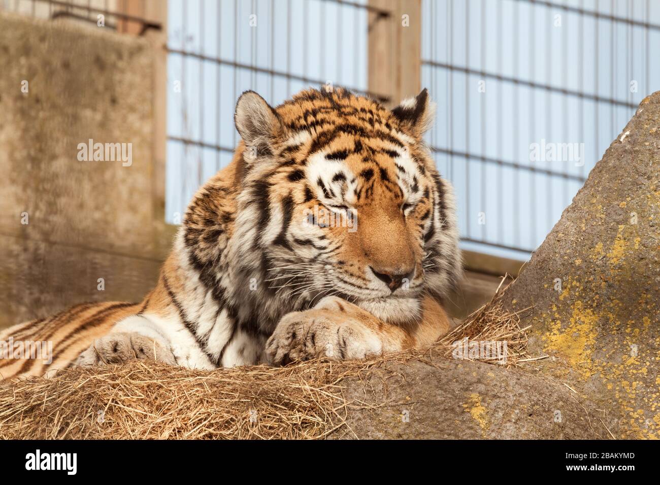 Tigre dormiente nell'avario del giardino zoologico. Tigre siberiana o amur allo zoo. Foto Stock
