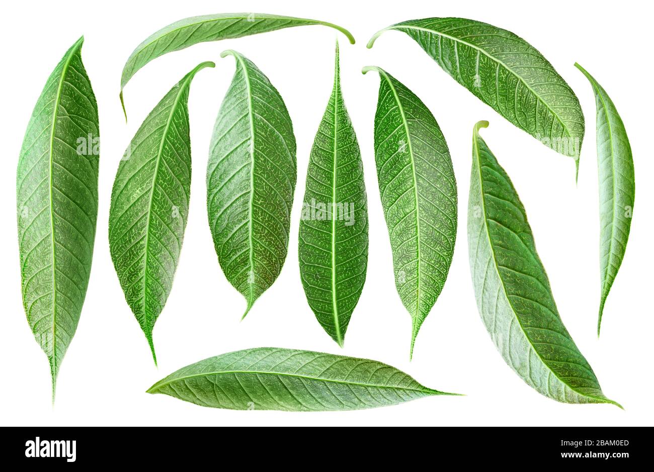 Foglie isolate. Collezione di foglie di mango di varie forme isolate su sfondo bianco Foto Stock