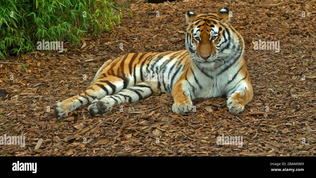 AMUR/TIGRE Siberiana Panthera Tigris Asia Foto Stock