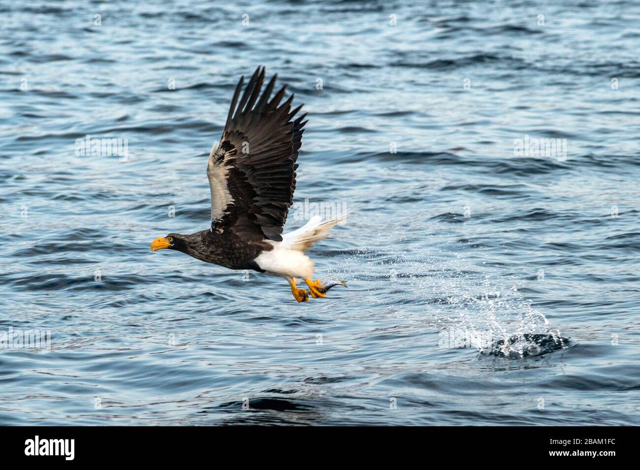 Aquila di mare di Steller in volo, aquila con un pesce che è stato appena strappato dall'acqua a Hokkaido, Giappone, aquila con un pesce vola su un mare, ma Foto Stock