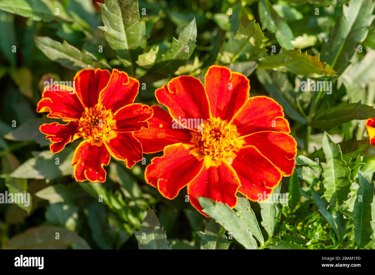 Fiore francese Marigold nel giardino Foto Stock