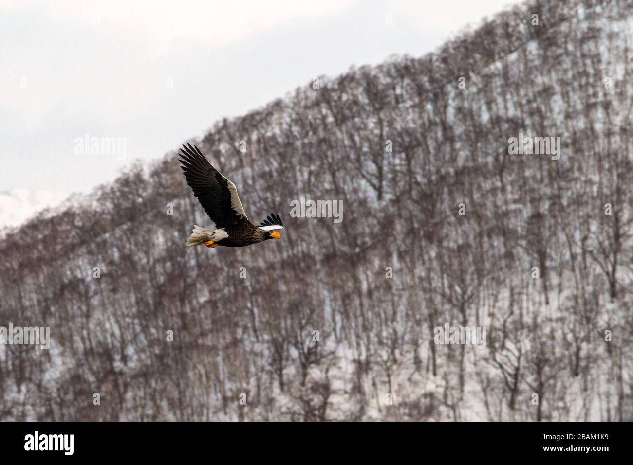 L'aquila di mare di Steller vola di fronte al paesaggio delle montagne invernali a Hokkaido, sagoma degli uccelli. Splendido paesaggio naturale in inverno. Montagna coperta da Foto Stock