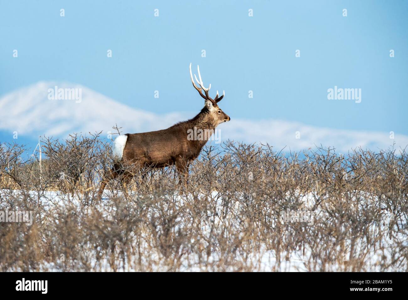 Sika Deer (Cervus nippon yesoensis) sul paesaggio innevato, montagne innevate sullo sfondo, animali con palchi nell'habitat naturale, sce invernale Foto Stock
