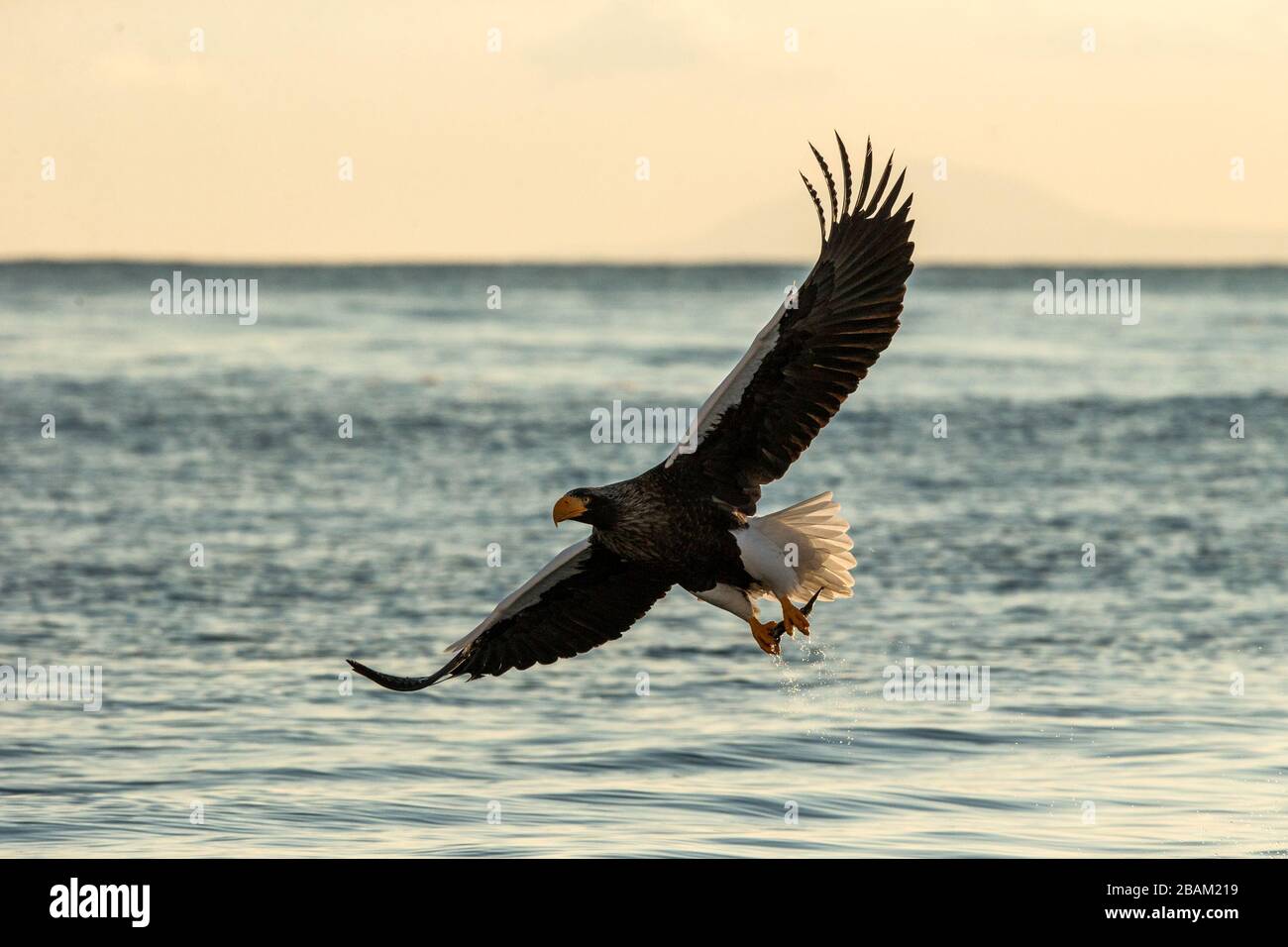 Steller´s aquila di mare in volo caccia pesce dal mare,Hokkaido, Giappone, Haliaeetus albicilla, maestosa aquila di mare con grandi artigli che mirano a catturare pesce da Foto Stock