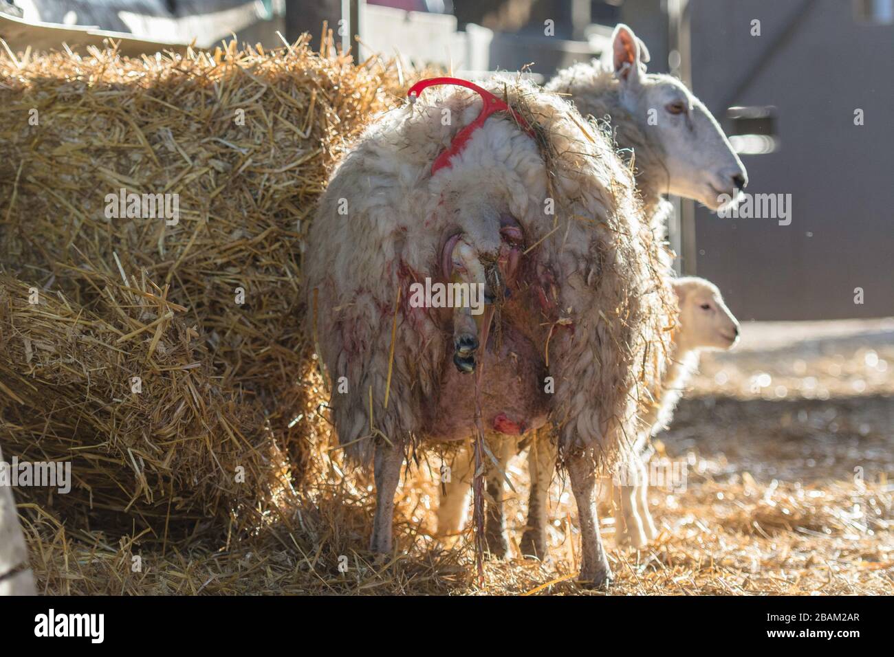 pecora che dà alla luce un agnello, lambing Foto Stock