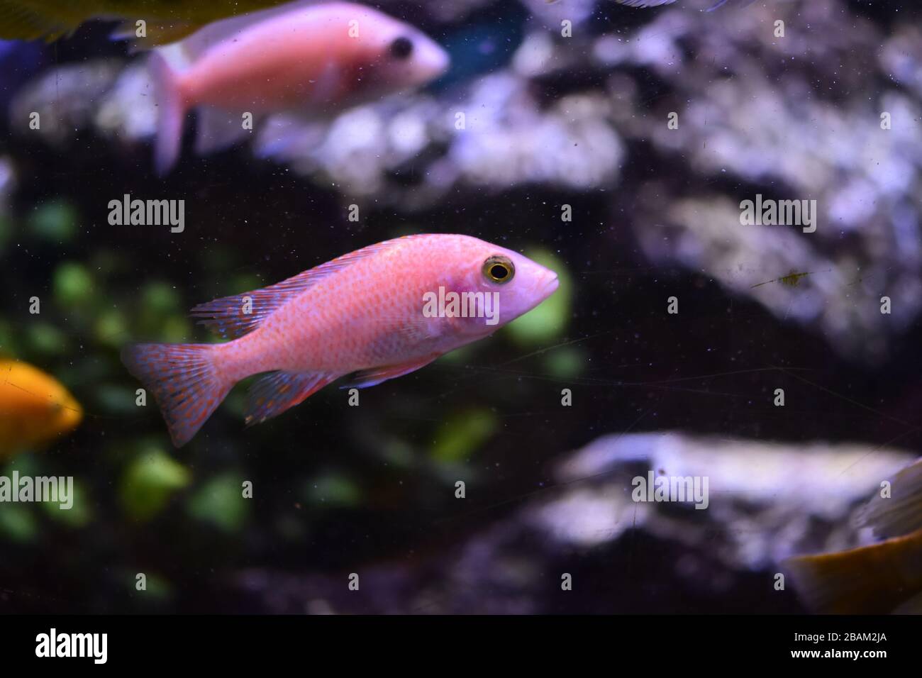 Pesci dell'acquario d'acqua dolce, pesci cichlid endemici del lago africano e fiumi del sud america Foto Stock