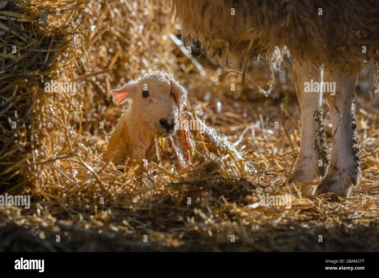 un agnello appena nato ricoperto di placenta Foto Stock