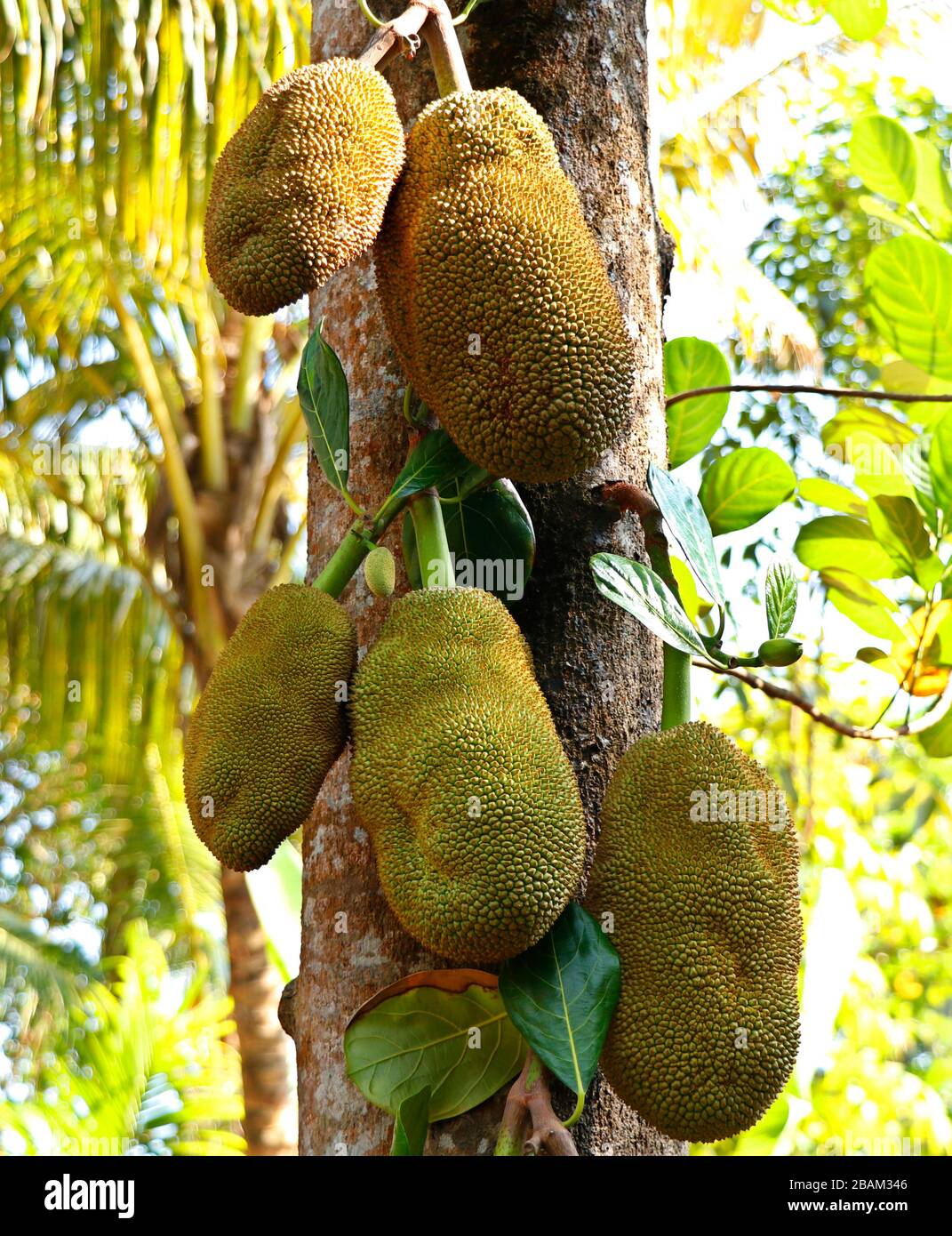 Jack frutta appeso in alberi in un giardino di frutta tropicale in india Foto Stock