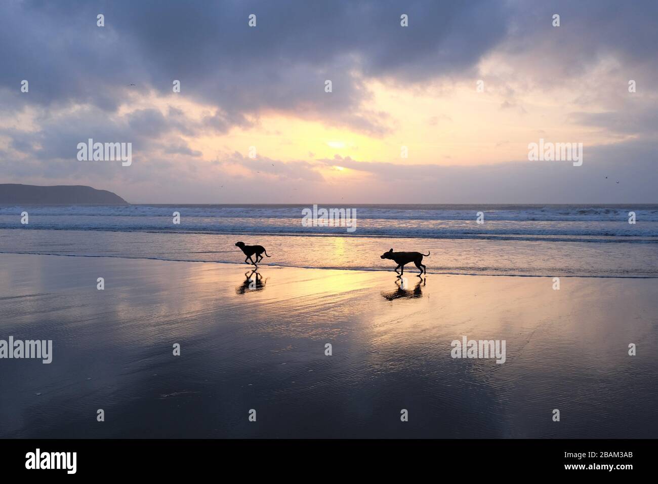 Una silhouette di due cani che corrono e giocano in spiaggia al tramonto. Foto Stock