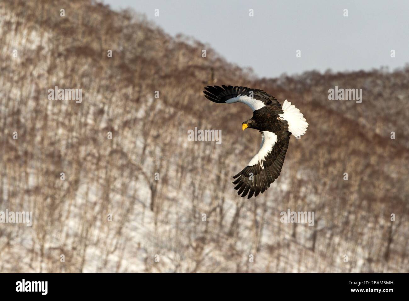 L'aquila di mare di Steller vola di fronte al paesaggio delle montagne invernali a Hokkaido, sagoma degli uccelli. Splendido paesaggio naturale in inverno. Montagna coperta da Foto Stock