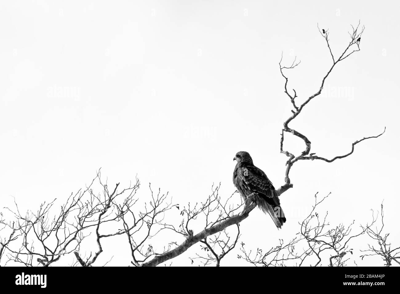 Aquilone rosso, milvus milvus, seduto sull'albero a Hokkaido, Giappone, durante l'inverno, raptor perching sul ramo, uccello isolato di preda, animale bello, e. Foto Stock