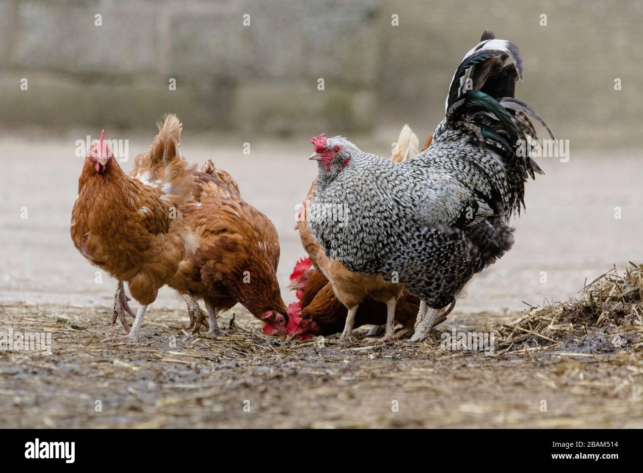un cockerel in piedi con polli Foto Stock