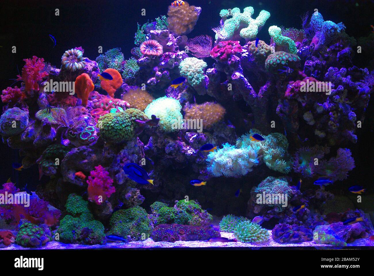 Barriera corallina marina invertebrato acquario Foto Stock