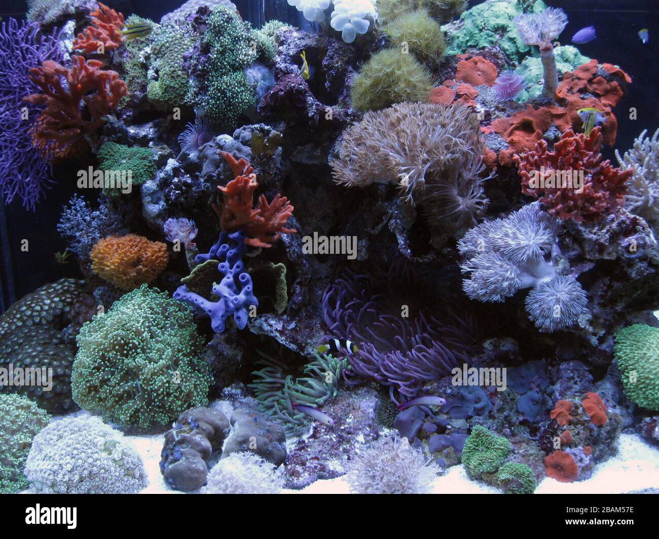Barriera corallina marina invertebrato acquario Foto Stock
