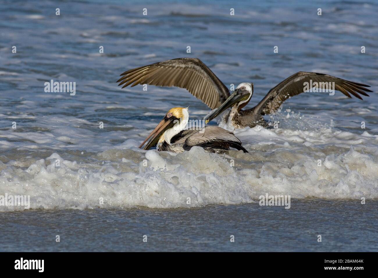 Marrone Pelican Pelecanus occidentalis volare attraverso surf Fort Myers spiaggia costa del Golfo Florida USA Foto Stock