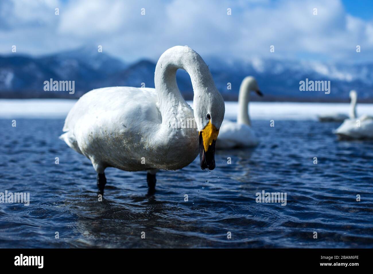 Whooper Swan o Cygnus cygnus nuotare sul lago Kussharo in inverno al Parco Nazionale Akan, Hokkaido, Giappone, montagne coperte di neve in background, birdin Foto Stock