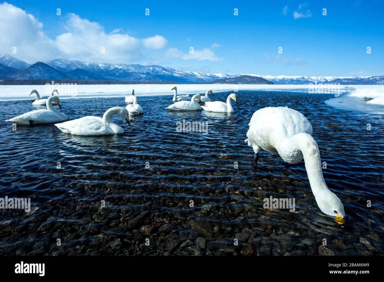 Whooper Swan o Cygnus cygnus nuotare sul lago Kussharo in inverno al Parco Nazionale Akan, Hokkaido, Giappone, montagne coperte di neve in background, birdin Foto Stock