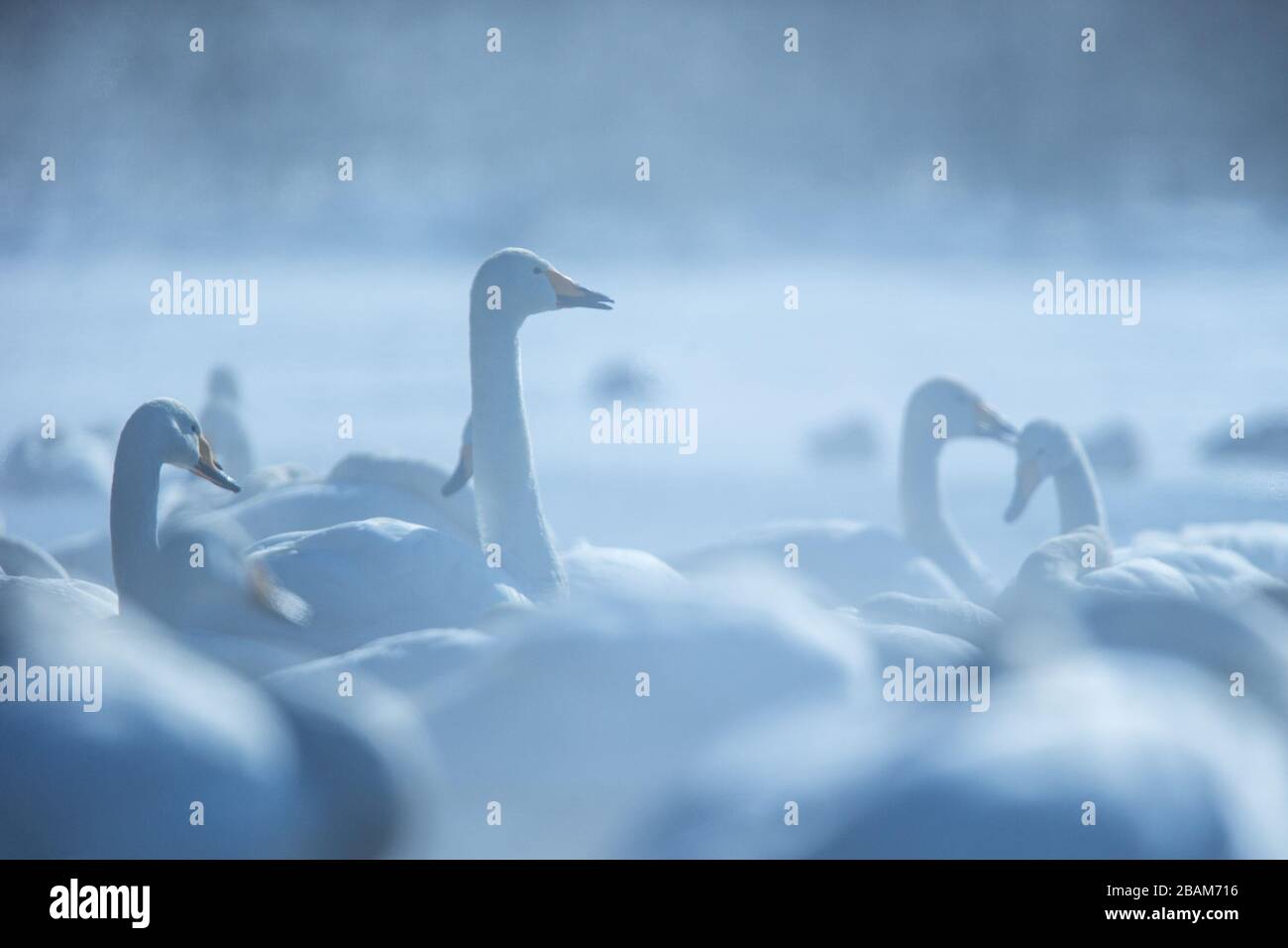 Whooper Swan o Cygnus cygnus nuotare sul lago Kussharo in inverno al Parco Nazionale Akan, Hokkaido, Giappone, sorgenti termali, avventura birdwatching in Asia, beautifs Foto Stock